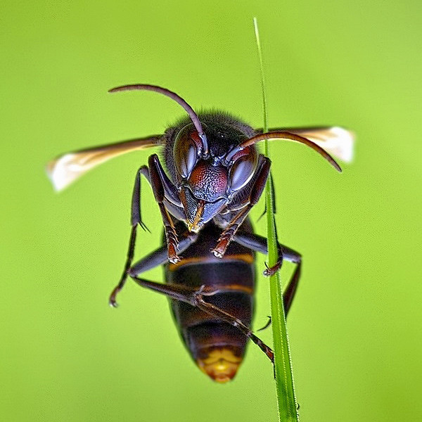 Black Wasp