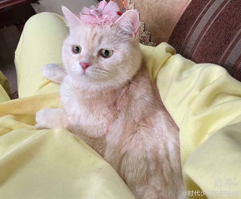 ❤盐总的小娇妻❤