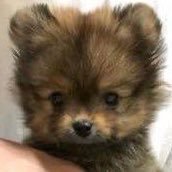 Clyde